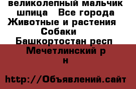 великолепный мальчик шпица - Все города Животные и растения » Собаки   . Башкортостан респ.,Мечетлинский р-н